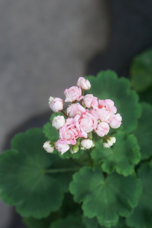 DSC04730