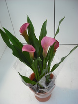 2010_0329_132804-DSCF0015