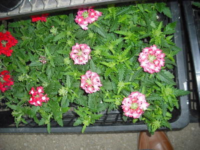 2011_0110_210504-DSCF0017