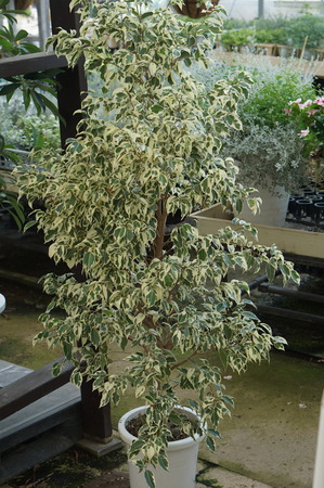 DSC03723