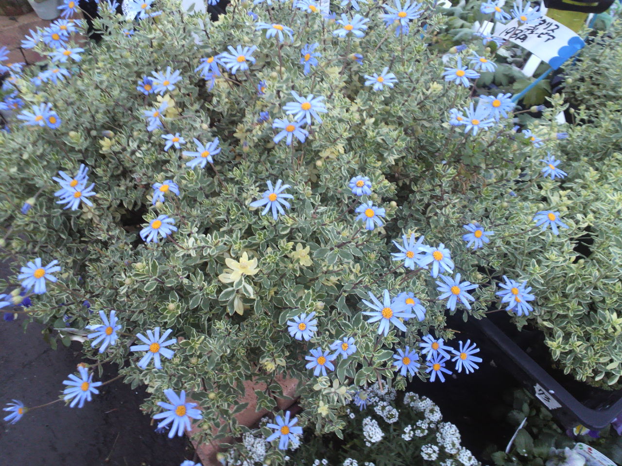 ブルーデージー 斑入り トマト園芸 花ごよみ