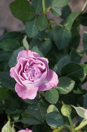 DSC05703