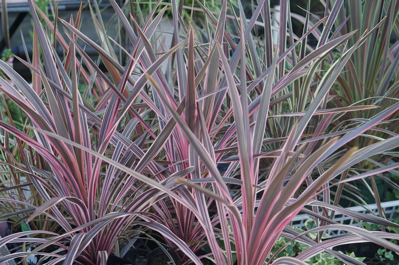 コルジルネが気になったので トマト園芸 花ごよみ