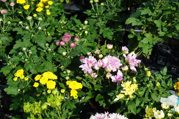 DSC04251