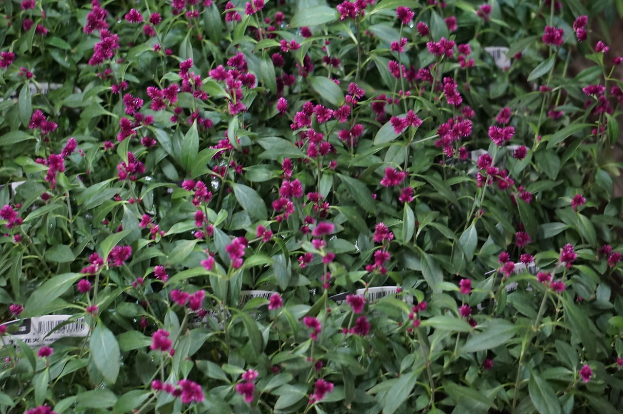千紅花火 トマト園芸 花ごよみ