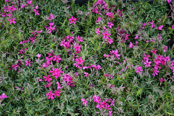 DSC05706