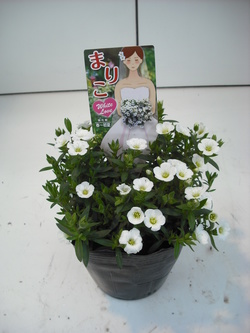 2010_0329_134407-DSCF0038