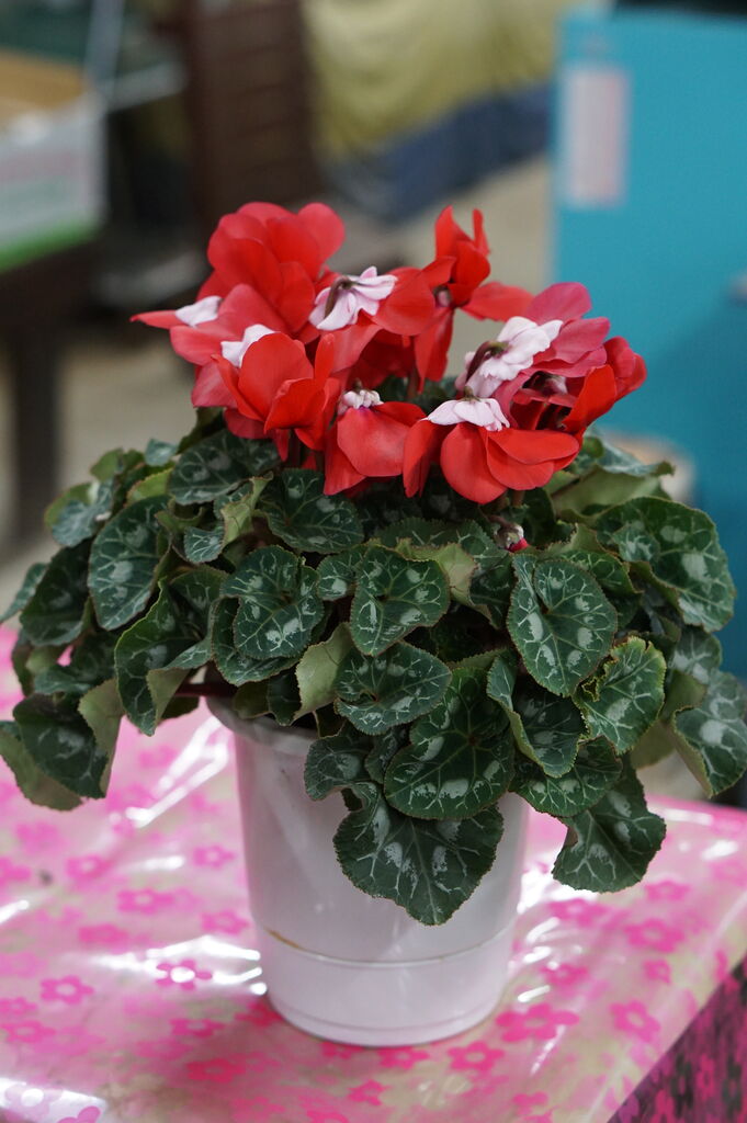 シクラメンのピエノローザが入りました トマト園芸 花ごよみ