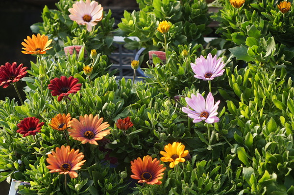 DSC03319