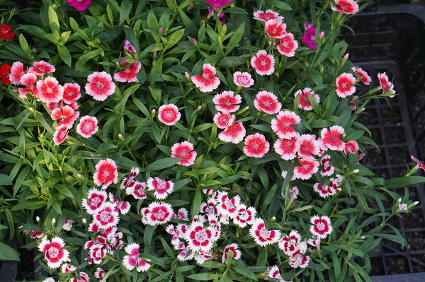 DSC05377