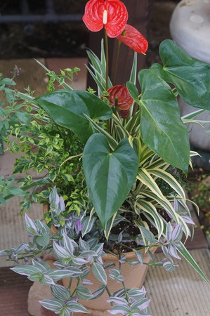DSC00737