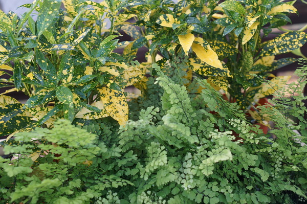 DSC07867