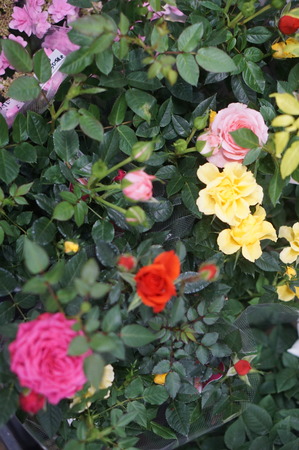 DSC06363