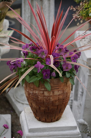 DSC00356