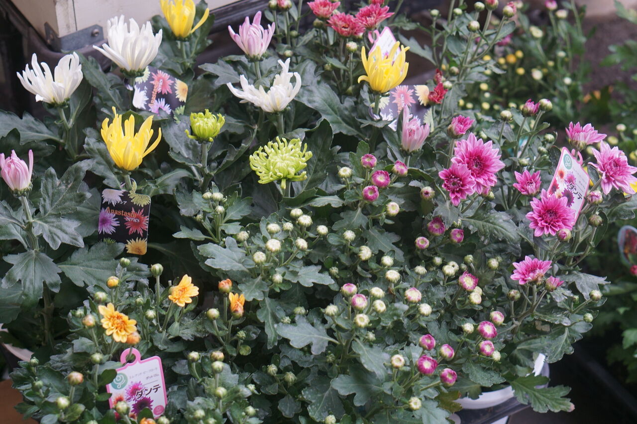 スプレー菊の素敵なのが始まりました トマト園芸 花ごよみ