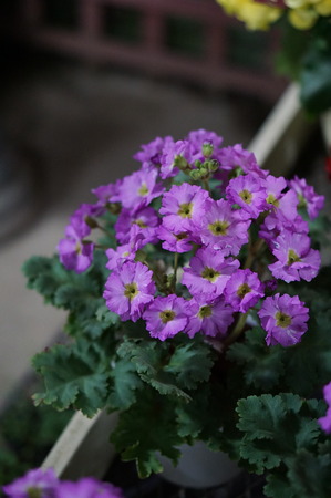 DSC00089
