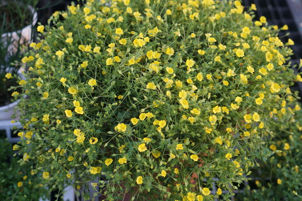 DSC00798