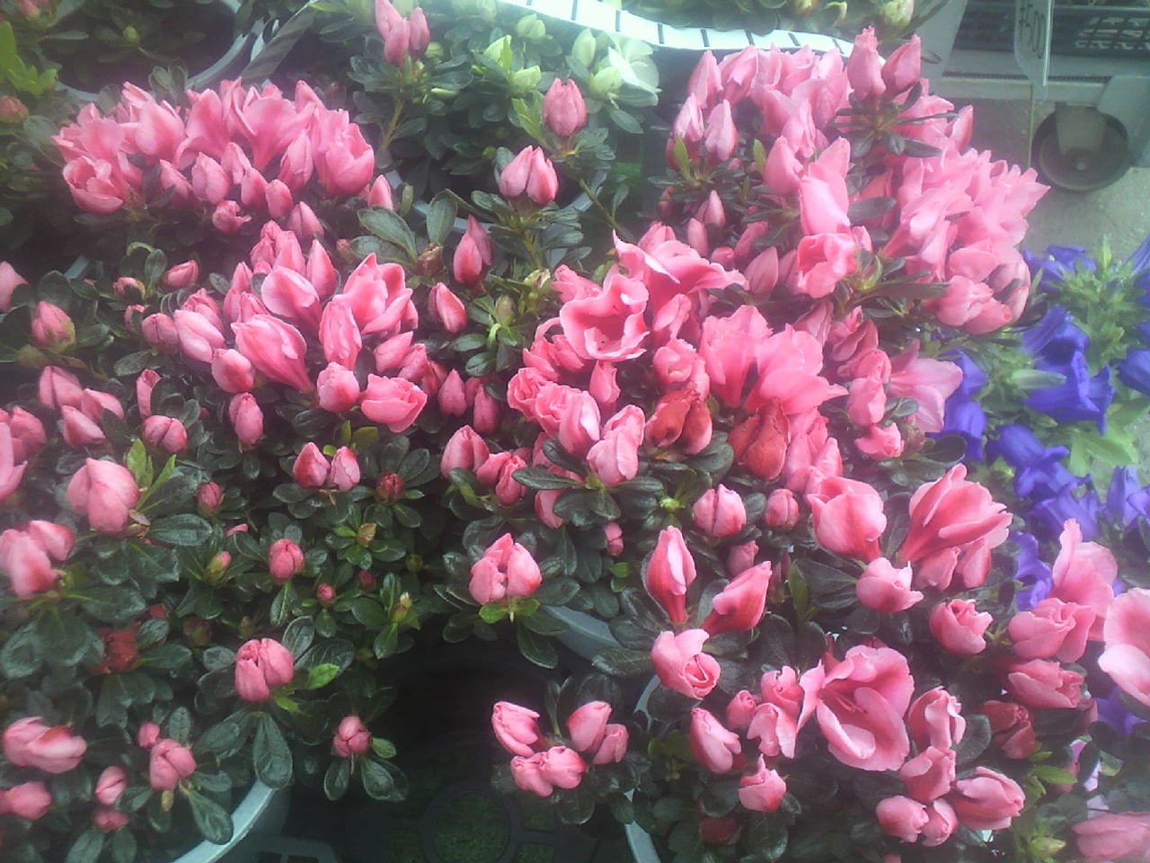 アザレア カメレオン トマト園芸 花ごよみ アザレア カメレオン トマト園芸 花ごよみ