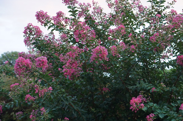 DSC03771