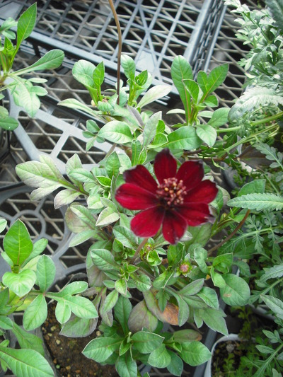 2010tomato
