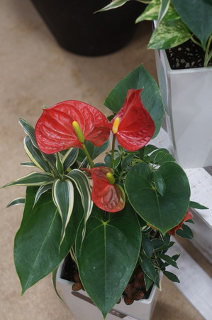 DSC04650