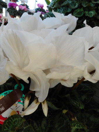 DSCN0047