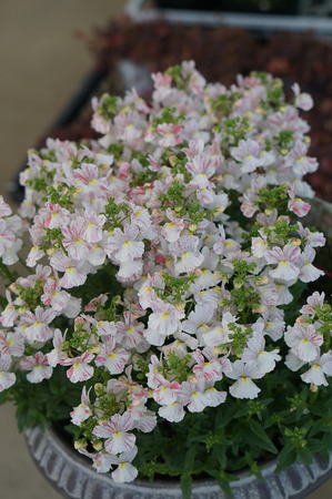 DSC06896
