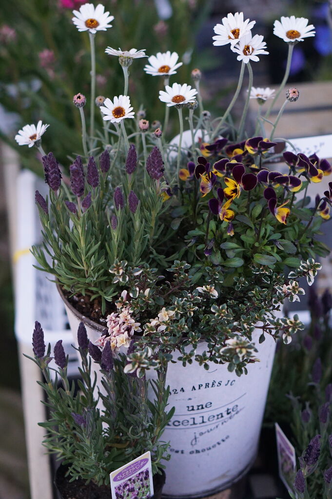 ピンクパンサーがいい感じになってきました トマト園芸 花ごよみ ピンクパンサーがいい感じになってきました トマト園芸 花ごよみ