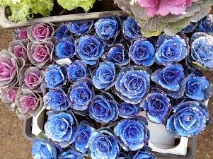 20131204_132452habotann,