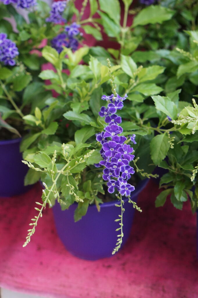 デュランタライムがいい感じですよ トマト園芸 花ごよみ