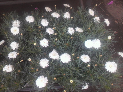 2012トマト園芸