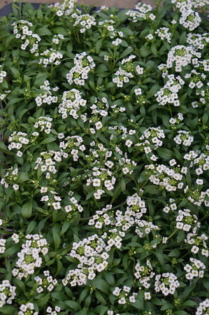 DSC07311