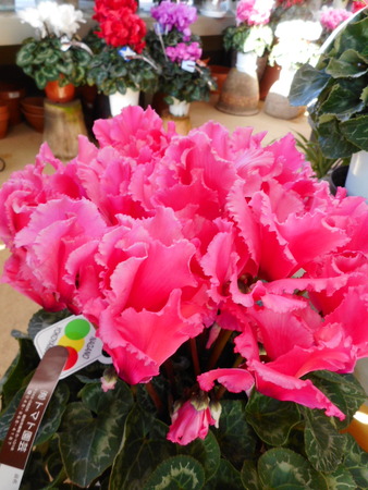 DSCN0046
