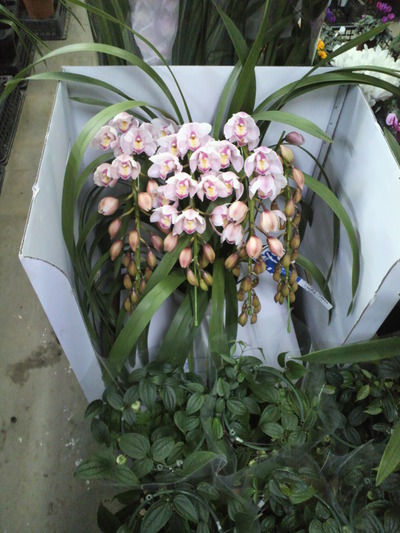 2010_1225_164615-P1000001