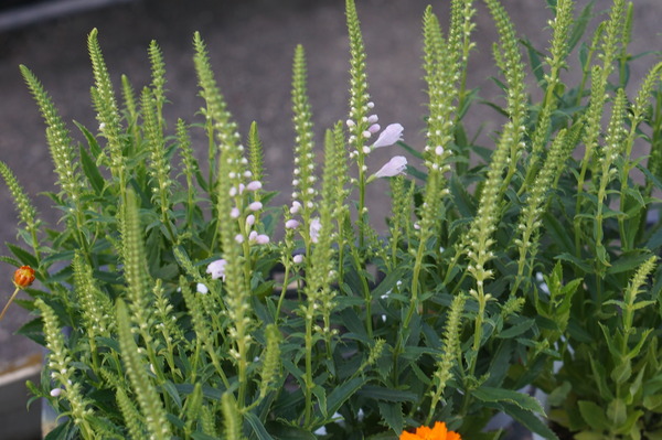 DSC06908