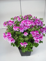 2010_0228_160653-DSCF0066