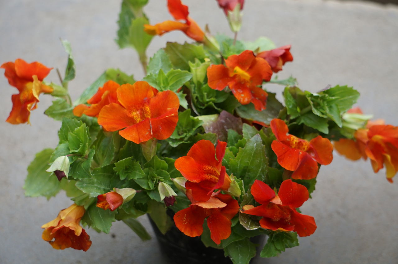 ペチュニア3兄弟 トマト園芸 花ごよみ