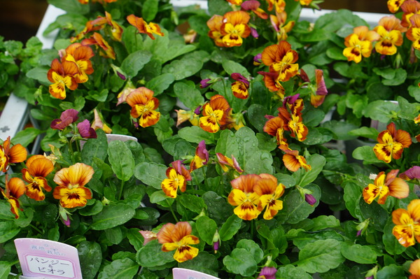 DSC04675
