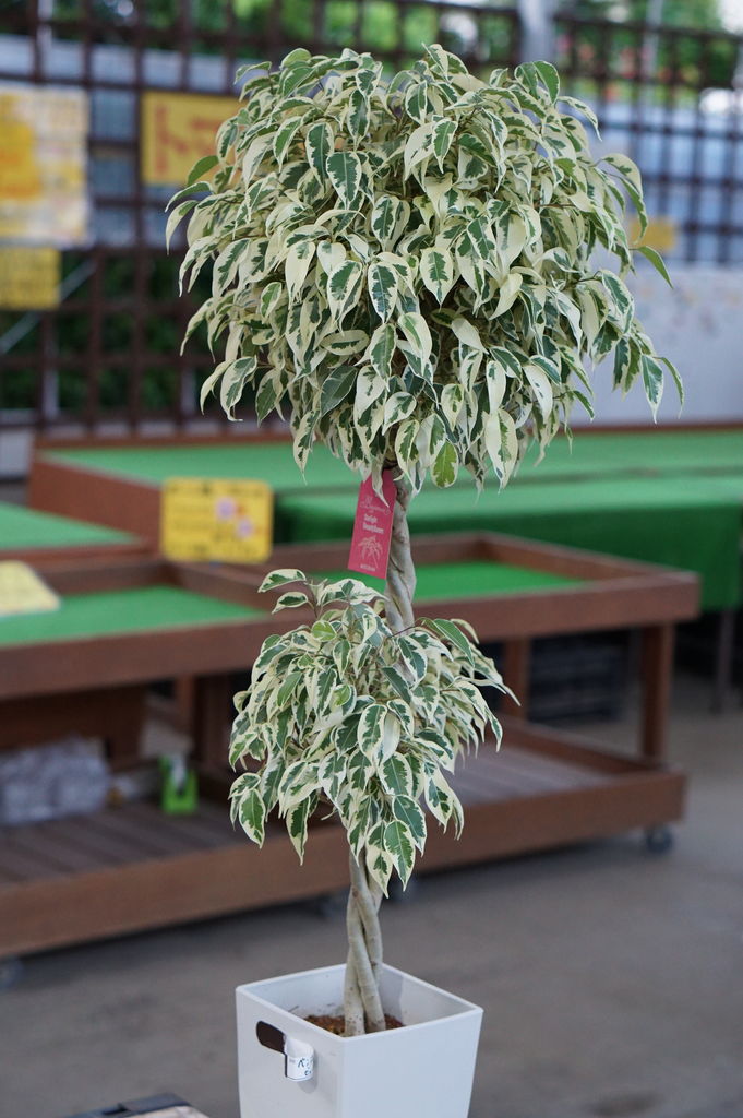 観葉植物斑入りベンジャミン トマト園芸 花ごよみ