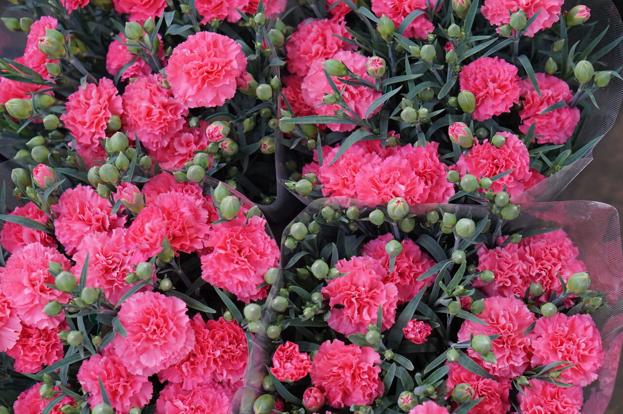 カーネーションがどんどん入荷 トマト園芸 花ごよみ