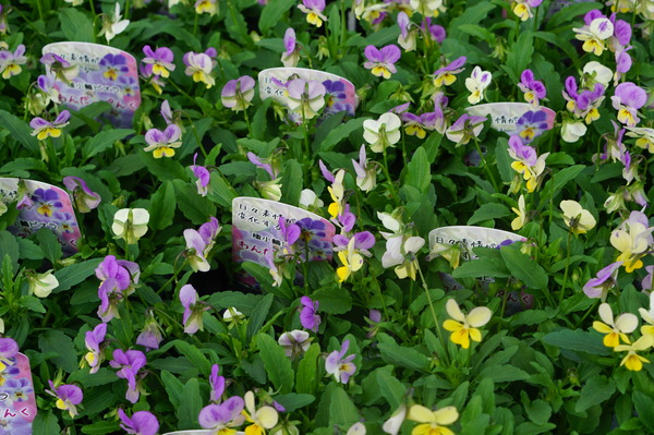 DSC01920