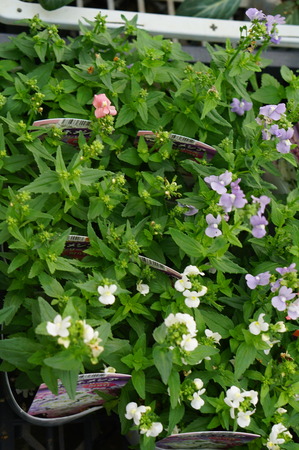 DSC02129