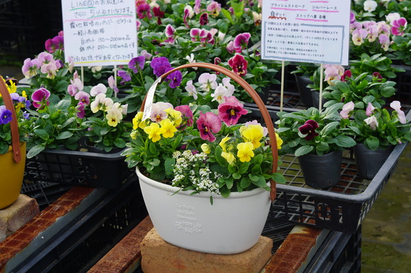 DSC01916