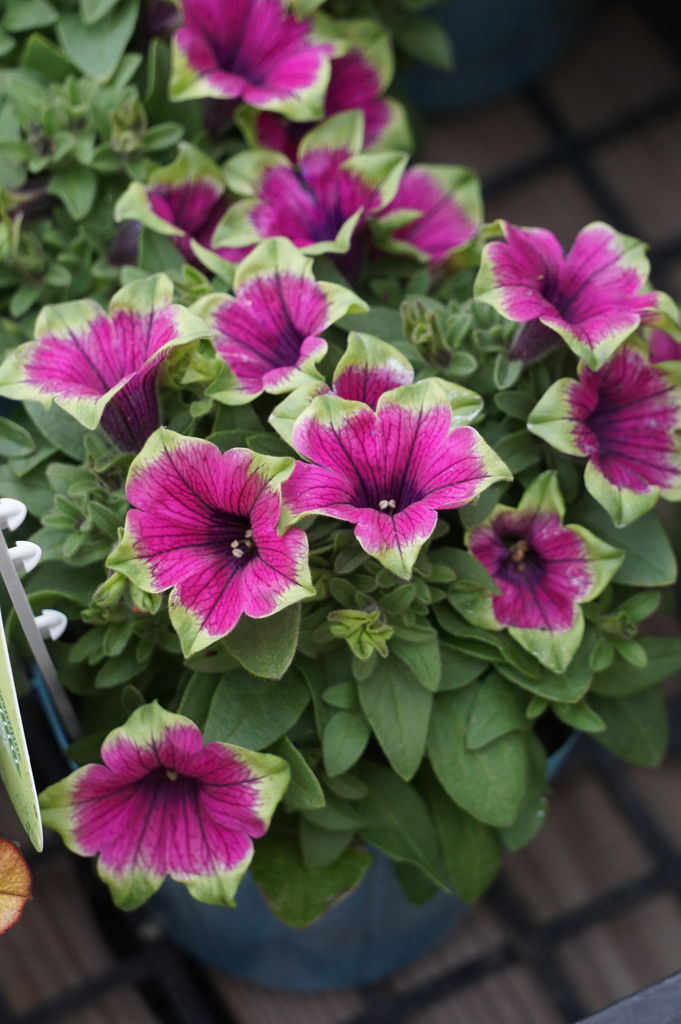 ペチュニアがすごいことになってます トマト園芸 花ごよみ ペチュニアがすごいことになってます トマト園芸 花ごよみ
