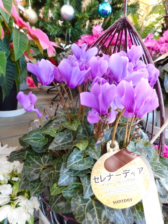 DSCN0057