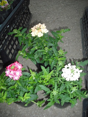 2011_0110_210537-DSCF0019