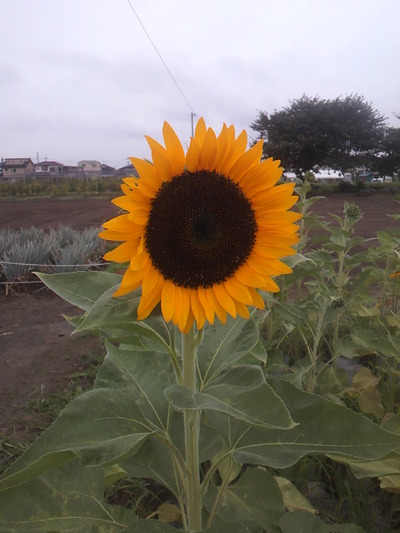 2011_0820_093140-P1000024