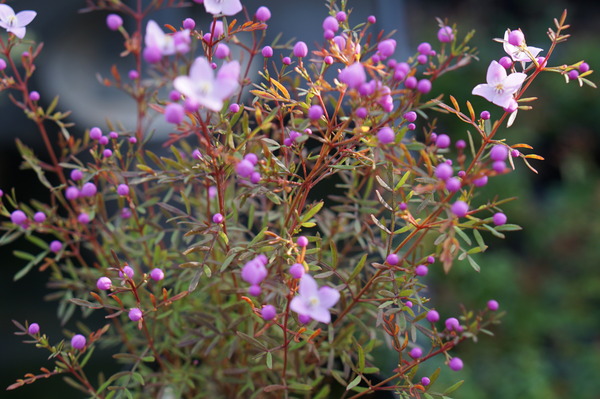 DSC00057