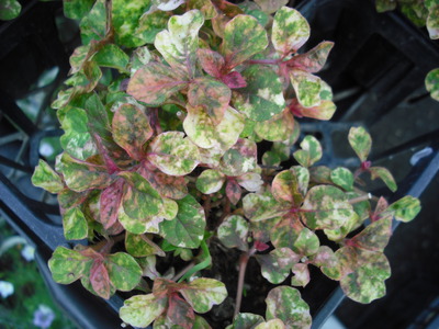 2010tomato