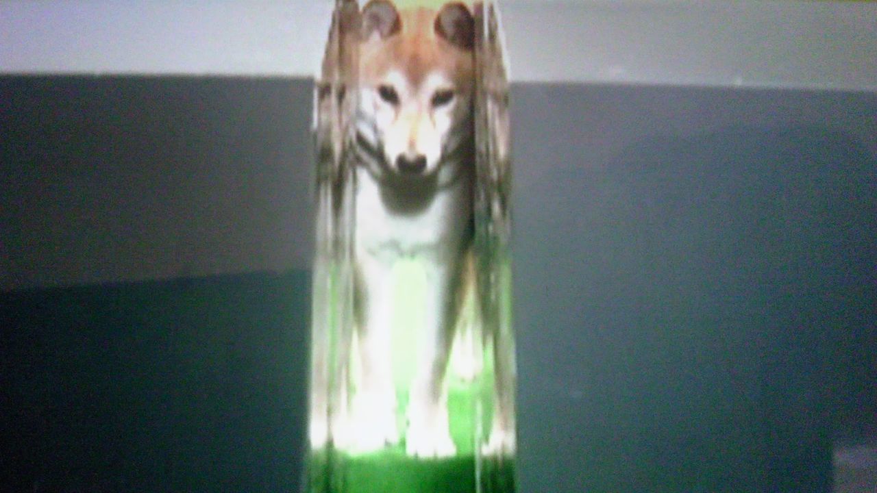 猫のヒゲと犬のヒゲの差 蜻蛉の一人言